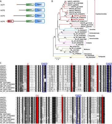 Two Amphioxus ApeC-Containing Proteins Bind to Microbes and Inhibit the TRAF6 Pathway